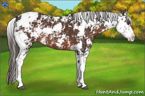 Horse Color:Liver Chestnut Sabino