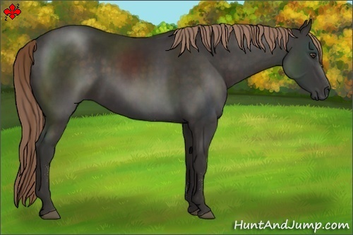 Horse Color:Liver Chestnut Sabino