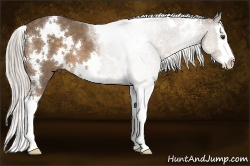 Horse Color:White Spotted Chocolate Palomino Sabino Splash 