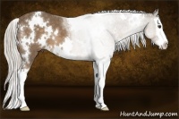 Horse Color:White Spotted Chocolate Palomino Sabino Splash