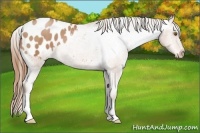 Horse Color:Brown Pearl Appaloosa