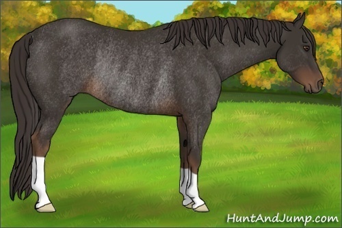 Horse Color:Liver Chestnut Rabicano 