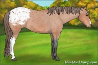 Horse Color:Bay Appaloosa Rabicano 