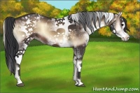 Horse Color:White Spotted Brown Onyx Splash Rabicano
