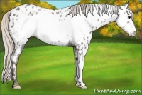 Horse Color:Silver Black Frame Appaloosa Rabicano 