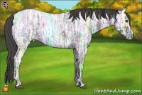 Horse Color:Blue Ice Roan  Brindle
