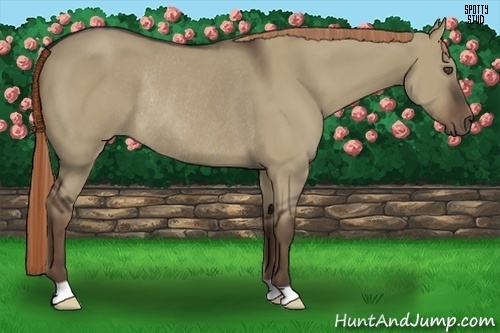 Horse Color:Liver Red Dun Rabicano 
