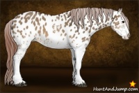 Horse Color:White Spotted Brown Dun Appaloosa 