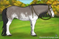 Horse Color:White Spotted Grullo