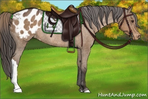 Horse Color:Liver Chestnut Appaloosa Rabicano 