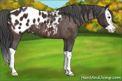 Horse Color:Bay Splash Appaloosa 