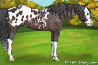 Horse Color:Bay Splash Appaloosa 