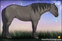 Horse Color:Grullo 