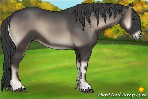 Horse Color:Blue Onyx 