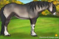 Horse Color:Blue Onyx