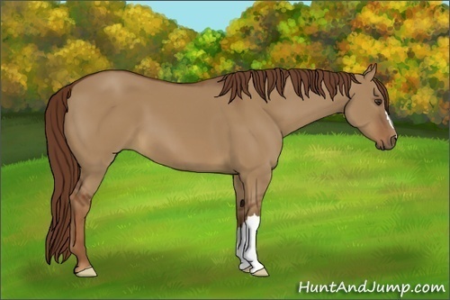 Horse Color:Red Dun