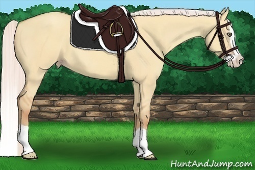 Horse Color:Silver Amber Champagne Dun Splash 