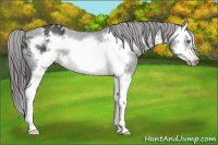 Horse Color:Black Splash Frame Appaloosa
