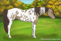 Horse Color:Classic Champagne Tobiano Near Leopard 