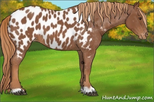 Horse Color:Chestnut Appaloosa