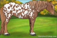 Horse Color:Chestnut Appaloosa 