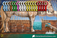 Horse Color:White Spotted Black Pearl Appaloosa  Brindle