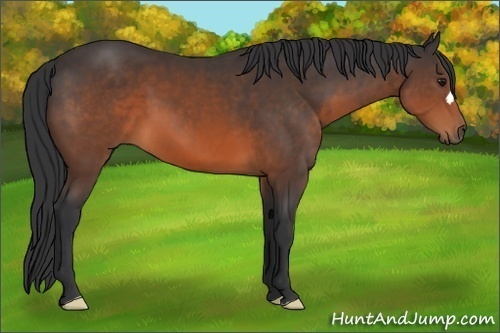 Horse Color:Brown 
