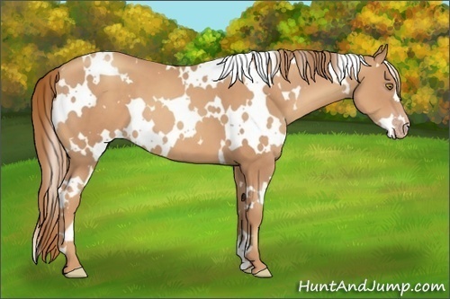 Horse Color:White Spotted Gold Champagne 