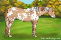 Horse Color:White Spotted Gold Champagne
