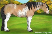 Horse Color:White Spotted Brown Dun