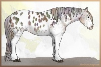 Horse Color:Nacre White Spotted Buckskin Ice Appaloosa 