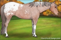 Horse Color:Bay Sabino Tobiano Appaloosa Rabicano 