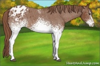 Horse Color:White Spotted Chestnut Blanket 