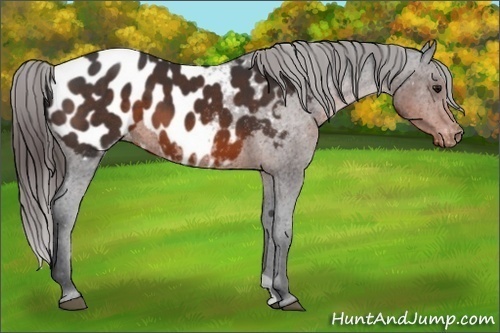 Horse Color:Brown Appaloosa 