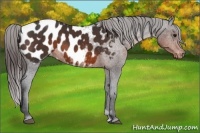 Horse Color:Brown Near Leopard