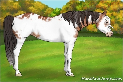 Horse Color:Bay Splash Frame Appaloosa
