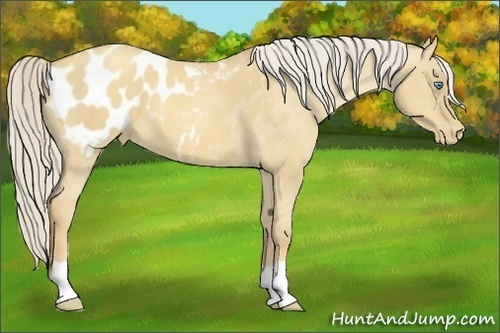 Horse Color:Gold Cream Champagne Dun Appaloosa 