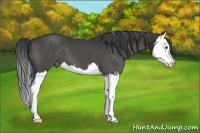 Horse Color:Black Splash Appaloosa