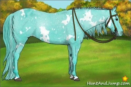 Horse Color:Watercolor White Spotted Black Appaloosa