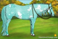 Horse Color:Watercolor White Spotted Black Appaloosa 