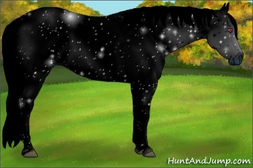 Horse Color:ERROR: UNKNOWN ANOMALY