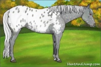 Horse Color:Silver Blue Chinchilla Roan Appaloosa Rabicano 