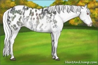 Horse Color:Silver Black Chinchilla Appaloosa