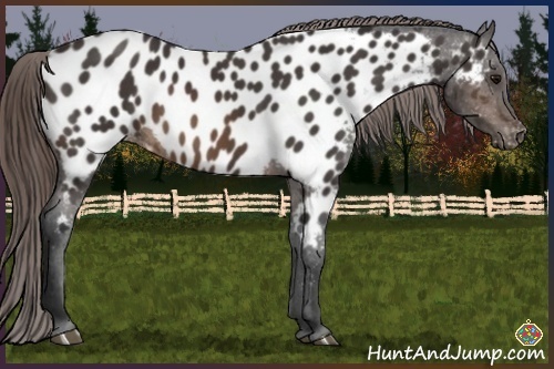 Horse Color:Buckskin Near Leopard Rabicano