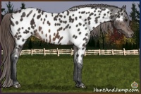 Horse Color:Buckskin Near Leopard Rabicano