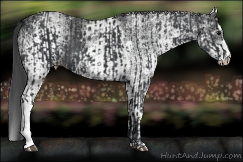Horse Color:Black  and White Spotted Black 