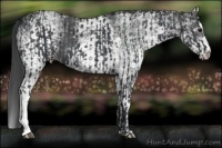 Horse Color:Black and White Spotted Black