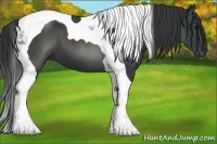 Horse Color:Black Tobiano 