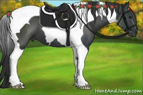 Horse Color:Black Tobiano 