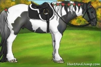 Horse Color:Black Tobiano 